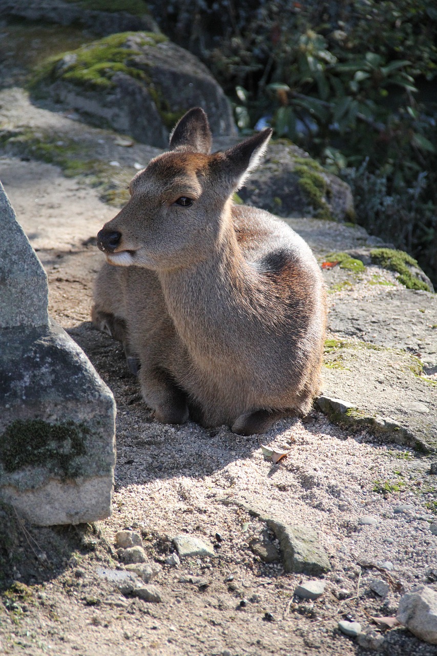 Elnias, Miyajima, Japonija, Nemokamos Nuotraukos,  Nemokama Licenzija