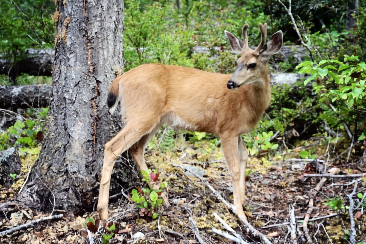 Elnias, Antlers, Miškas, Laukinė Gamta, Gamta, Nemokamos Nuotraukos,  Nemokama Licenzija