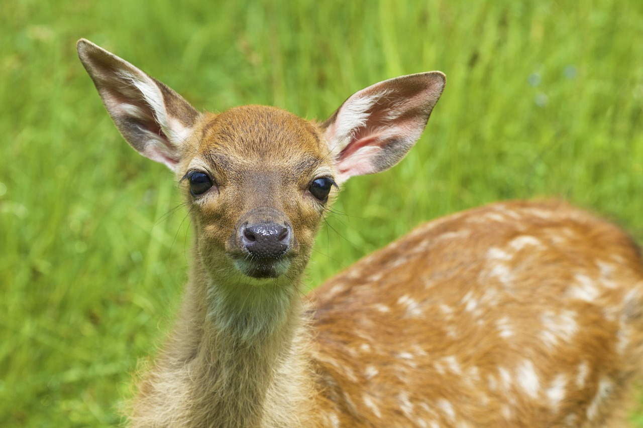 Elnias, Bambis, Jaunas, Laukinė Gamta, Gamta, Gyvūnas, Laukiniai, Kūdikis, Fauna, Nemokamos Nuotraukos