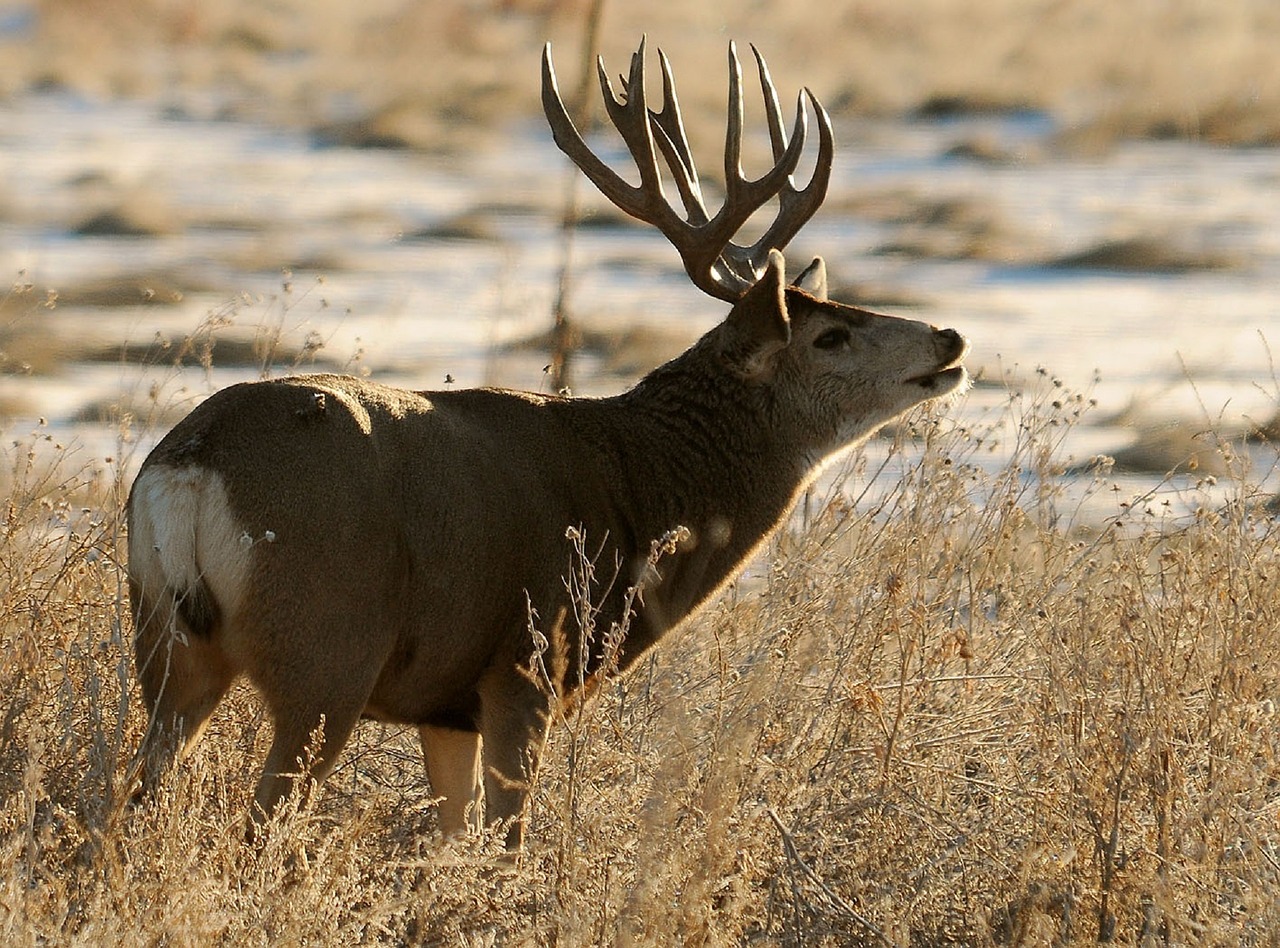 Elnias, Buck, Antlers, Laukinė Gamta, Gamta, Patinas, Lauke, Žolė, Pieva, Žiūri