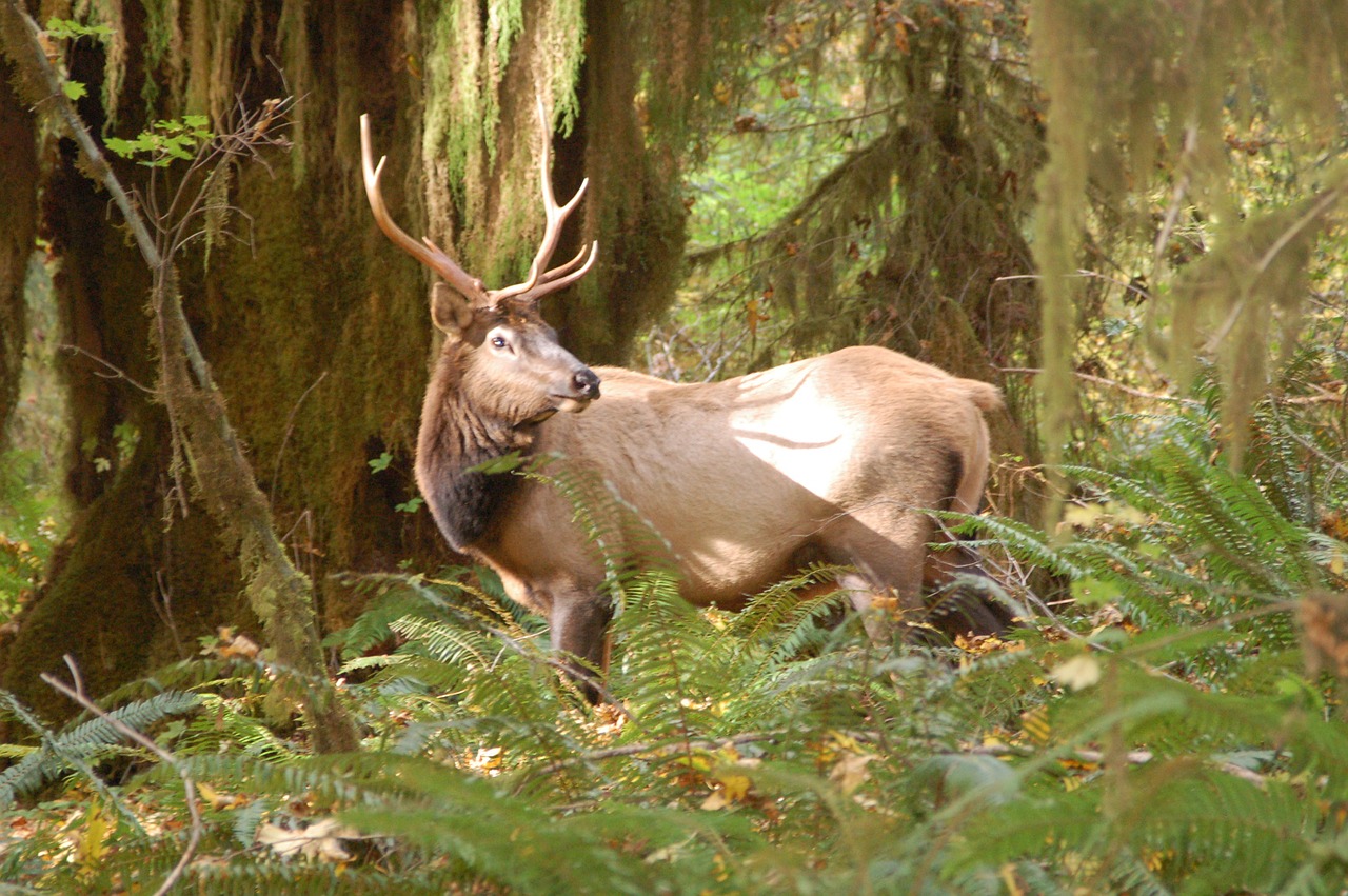 Elnias, Portretas, Laukinė Gamta, Laukiniai, Buck, Antlers, Ežeras, Miškas, Žaidimas, Miškai