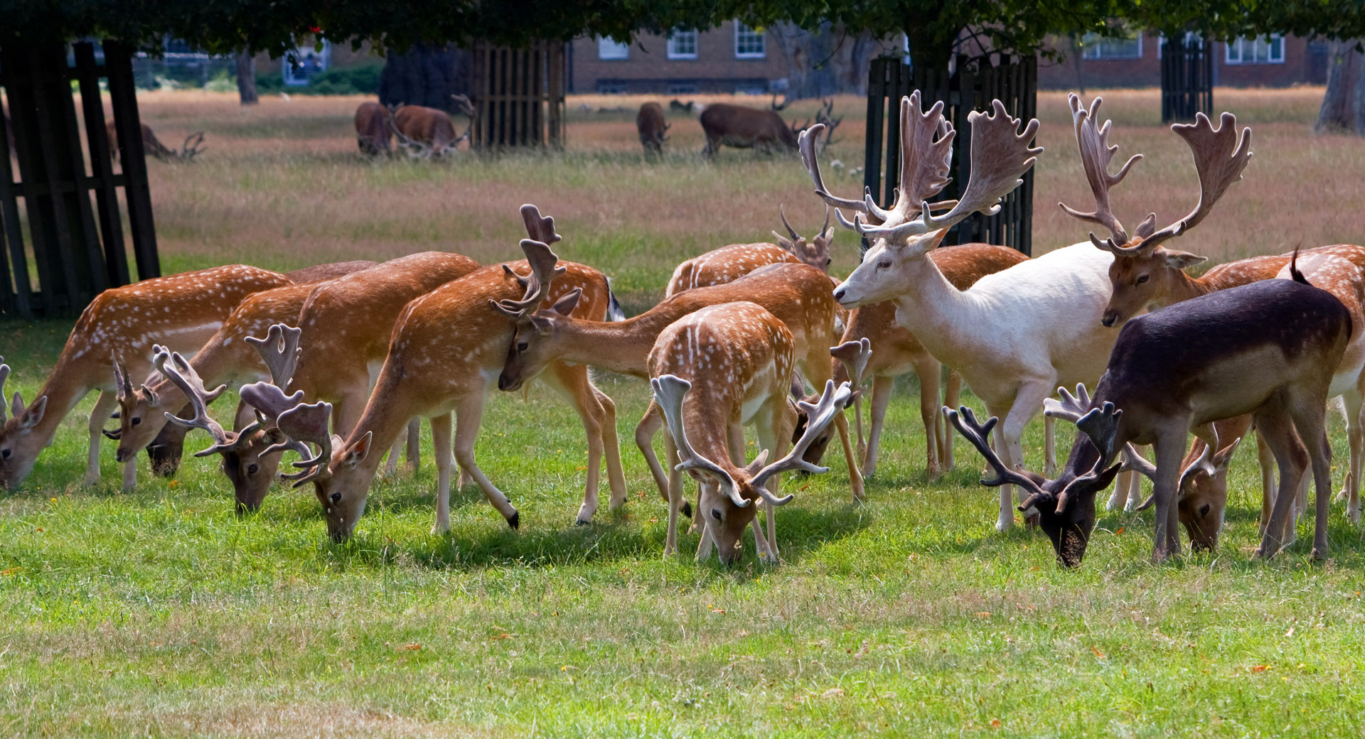 Elnias,  Roe & Nbsp,  Elnias,  Bandas,  Balta,  Balta & Nbsp,  Stag,  Ežeras,  Buck,  Patinas