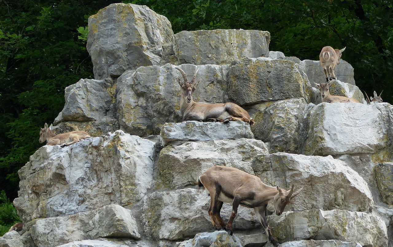 Deer Park,  Pobūdį,  Ožiaragis,  Rokas,  Gyvūnai, Nemokamos Nuotraukos,  Nemokama Licenzija