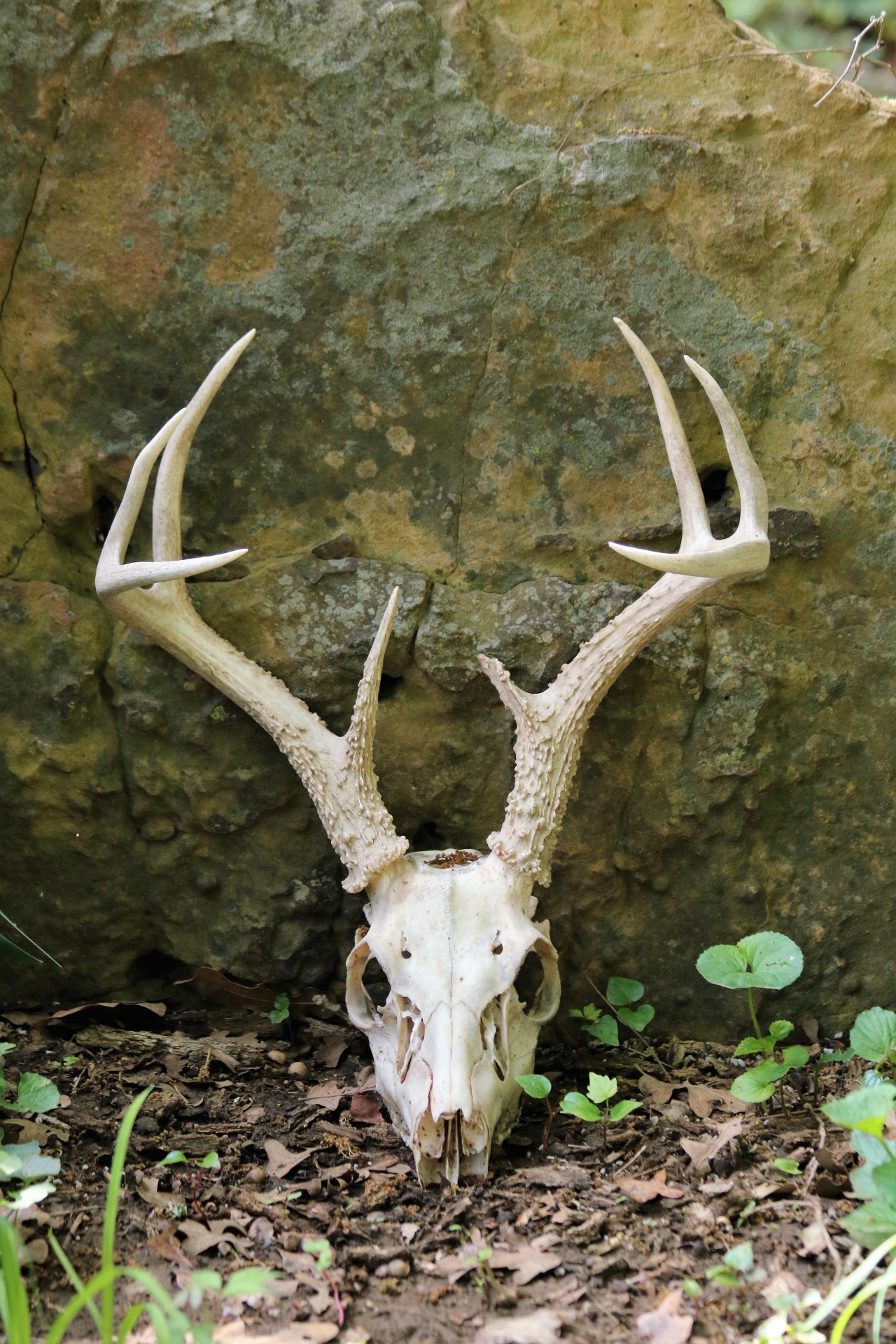 Gamta,  Laukinė Gamta,  Gyvūnai,  Elnias,  Balta Uodega,  Kaukolė,  Antlers,  Miškai,  Elnių Kaukolė Miške, Nemokamos Nuotraukos