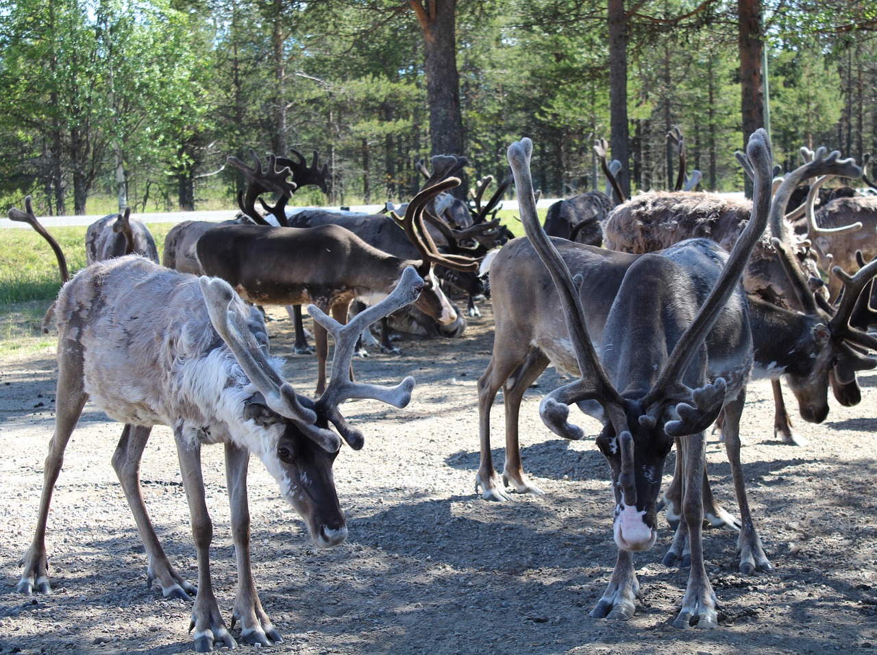 Elniai,  Bandos,  Gyvūnai,  Ūkis,  Gamta, Nemokamos Nuotraukos,  Nemokama Licenzija