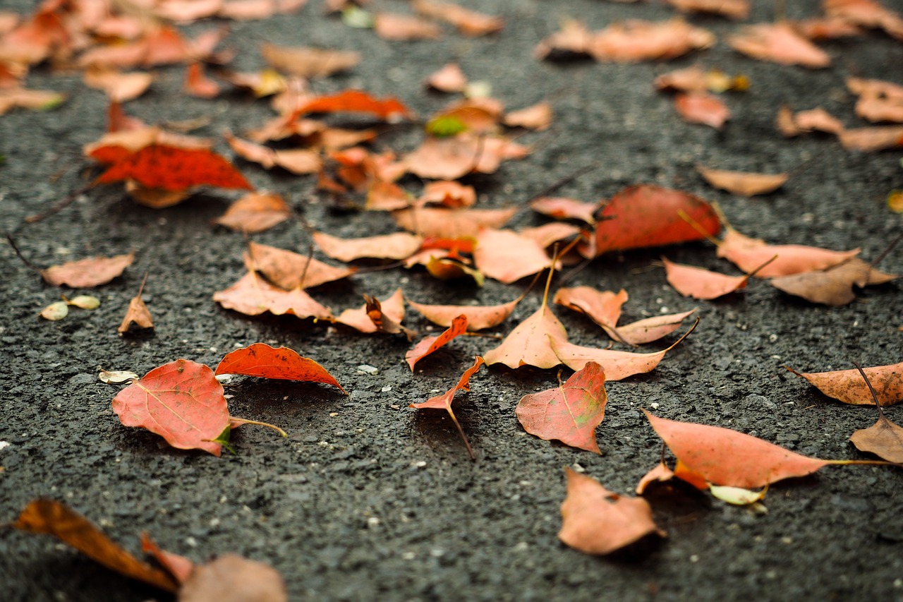 Defoliacija, Oranžinė, Kelias, Ruduo, Folija, Sausas, Lapai, Nemokamos Nuotraukos,  Nemokama Licenzija