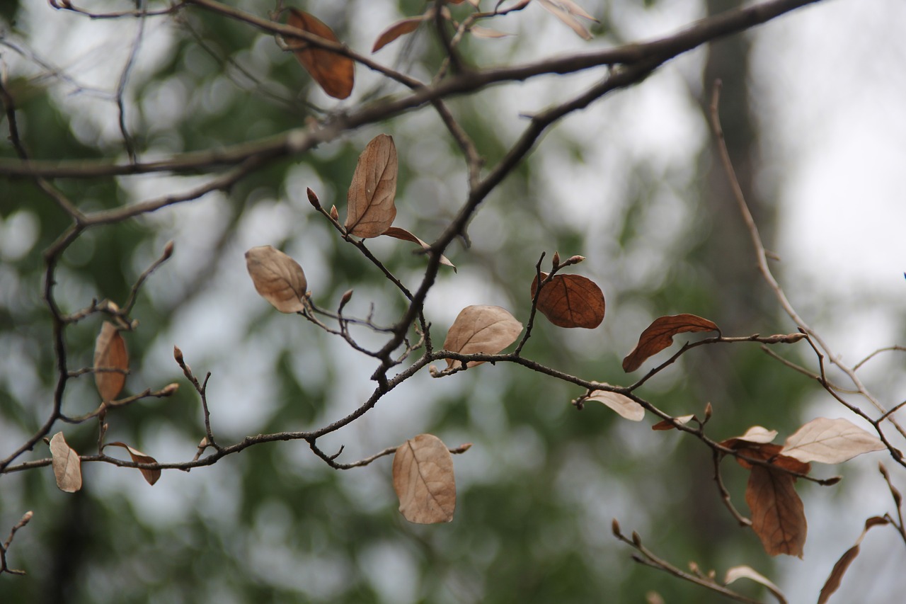 Defoliacija, Negyvos Medienos, Blur, Nemokamos Nuotraukos,  Nemokama Licenzija