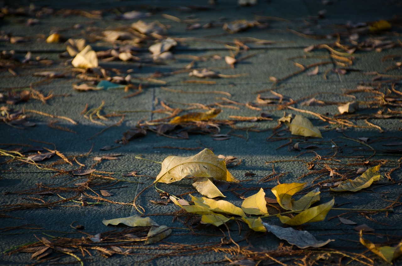 Defoliacija, Lapai, Žemė, Saulės Šviesa, Nemokamos Nuotraukos,  Nemokama Licenzija