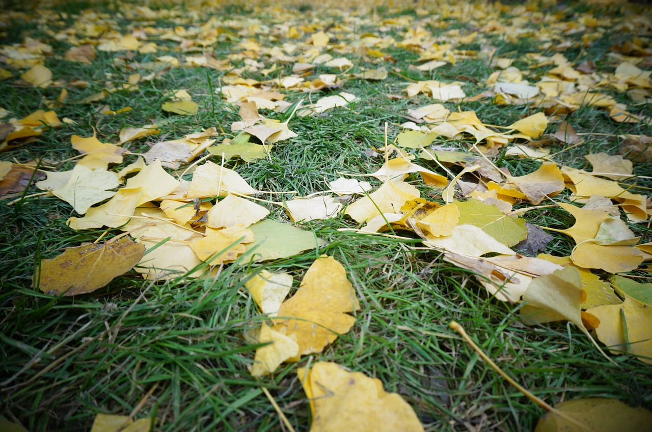 Defoliacija,  Ganyklos,  Ginkmedis, Nemokamos Nuotraukos,  Nemokama Licenzija