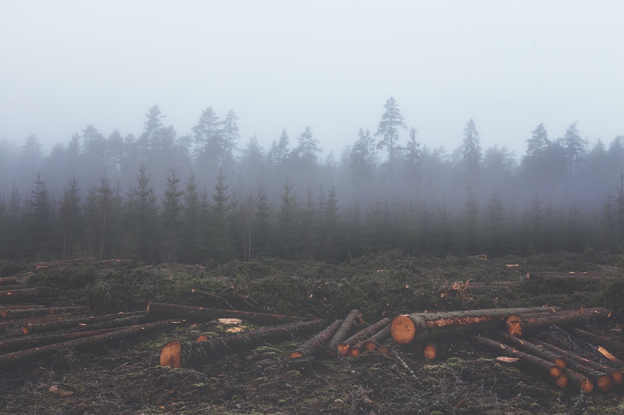 Miškų Naikinimas, Deforesta, Mediena, Untimber, Rąstai, Medžių Kamienus, Miškas, Aplinka, Nukrito, Rūkas