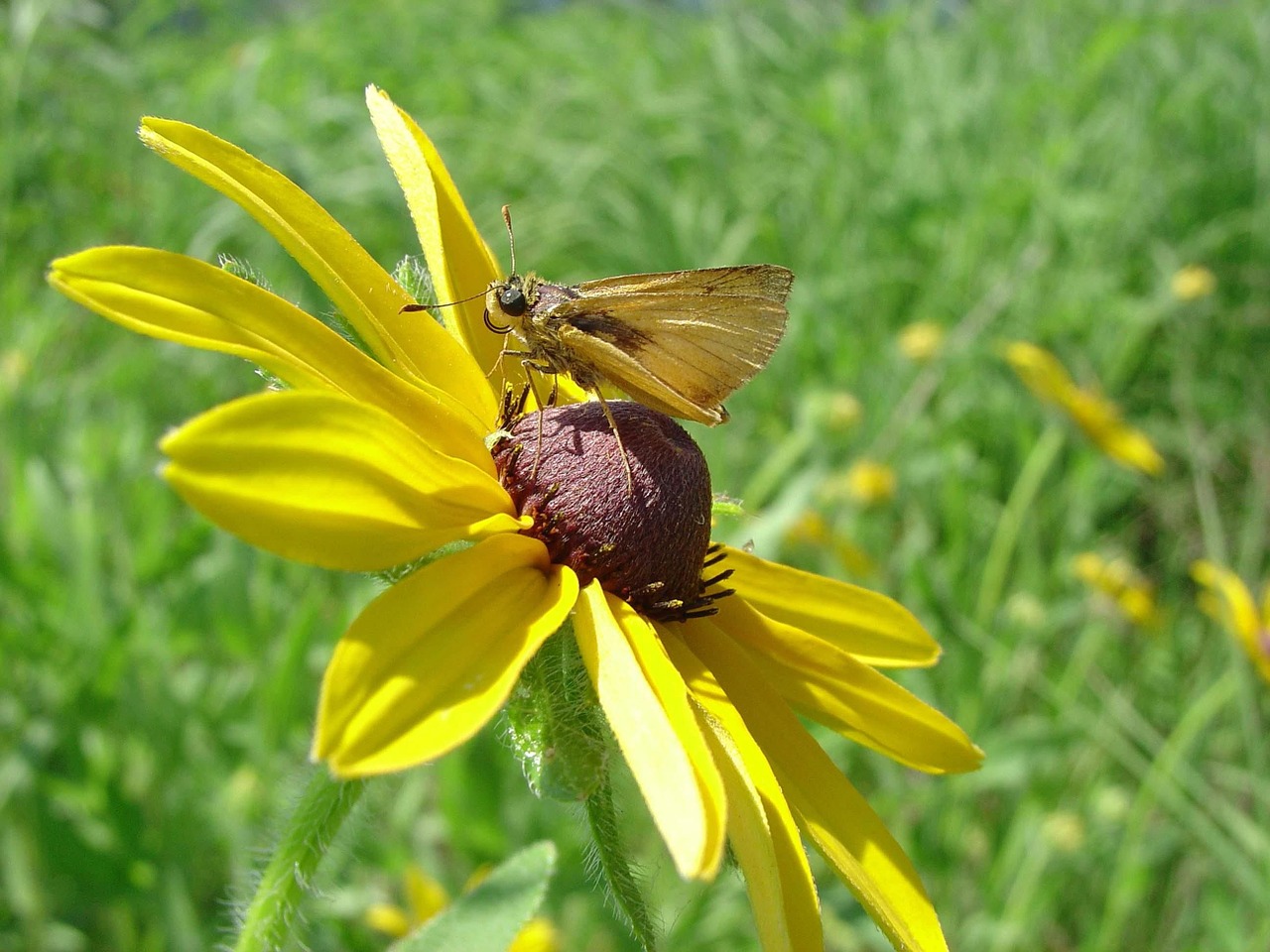 Delaware Skipper, Drugelis, Gėlė, Vabzdys, Juodas Eyed Susan, Nektaras, Makro, Sodas, Augalas, Gėlių