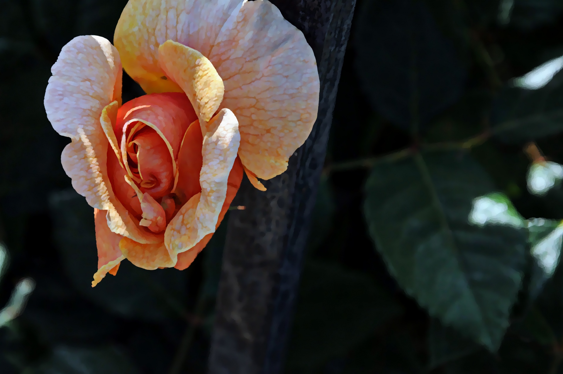 Rožė,  Rožės,  Rosebud,  Rožė & Nbsp,  Budas,  Oranžinė,  Gėlė,  Gėlės,  Gėlių,  Subtilus Oranžinis Rosebud