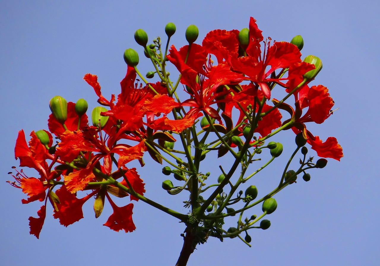 Delonix Regia, Fabaceae, Karališkoji Poinciana, Liepsnos Medis, Gulmohar, Krishnachura, Krusnachuda, Phượng, Gėlė, Raudona