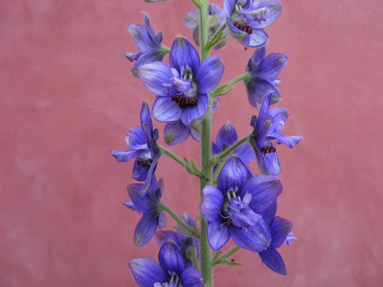 Delphinium, Akonitas, Mėlynas, Gėlė, Nemokamos Nuotraukos,  Nemokama Licenzija