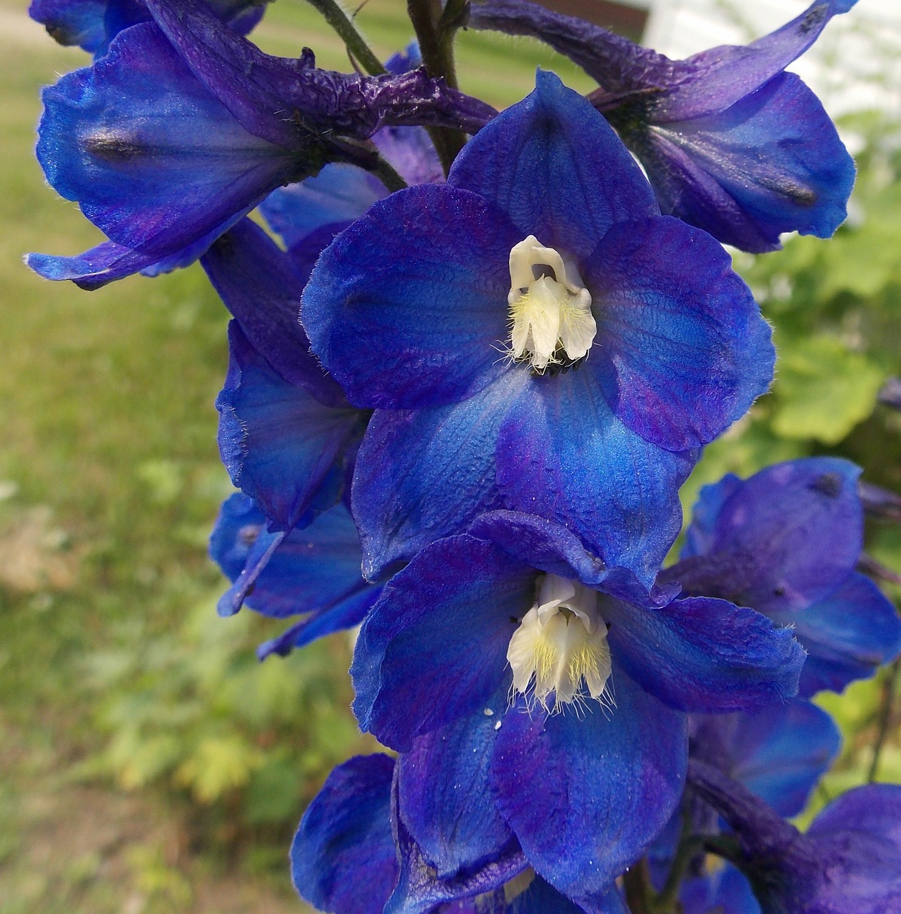 Delphinium, Gėlės, Mėlynas, Buttercup, Žiedai, Žydi, Žydi, Žydėjimas, Augalai, Dekoratyvinis