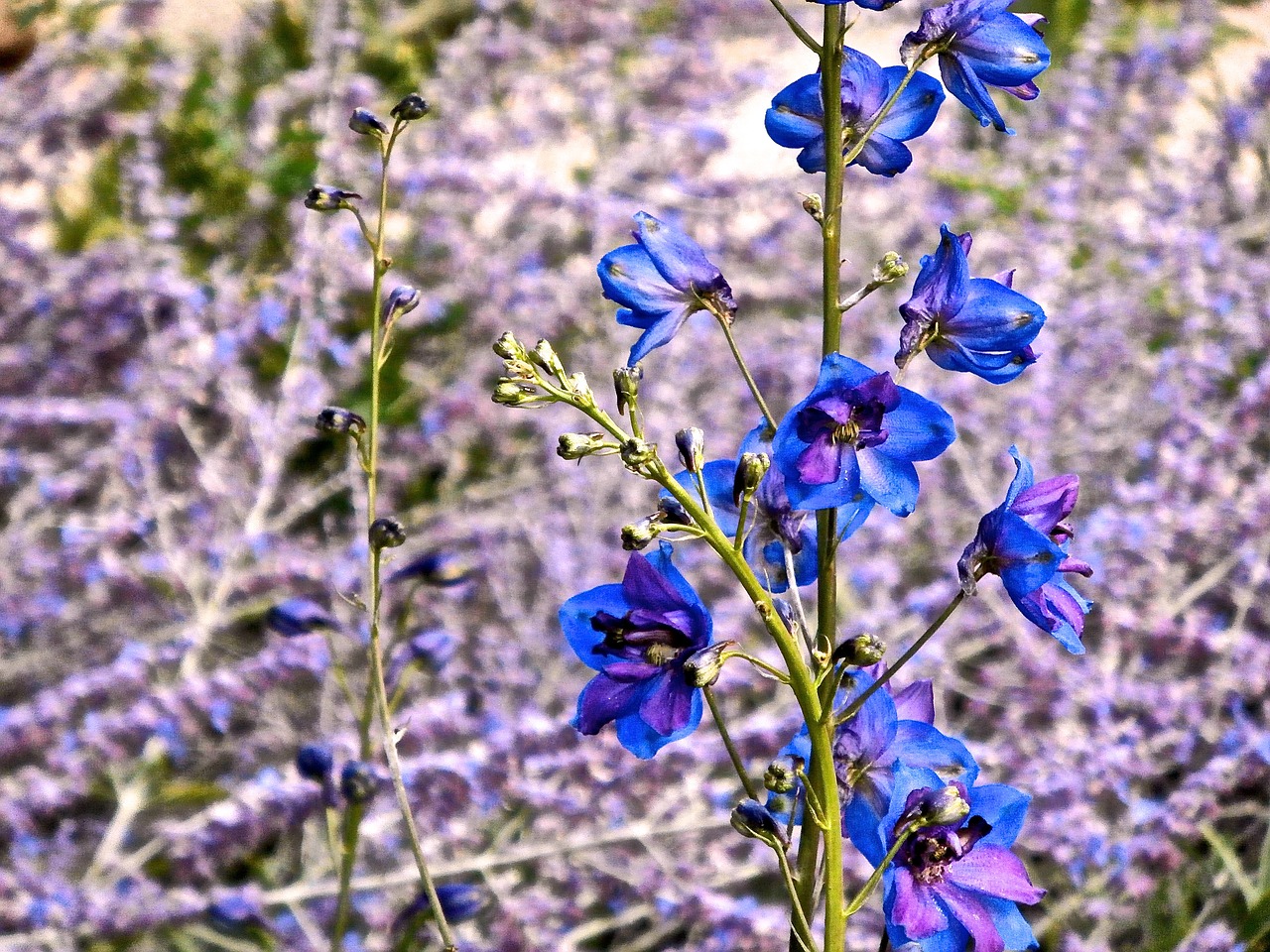 Delphinium, Gėlė, Mėlynas, Pavasaris, Vasara, Laukas, Sodas, Nemokamos Nuotraukos,  Nemokama Licenzija