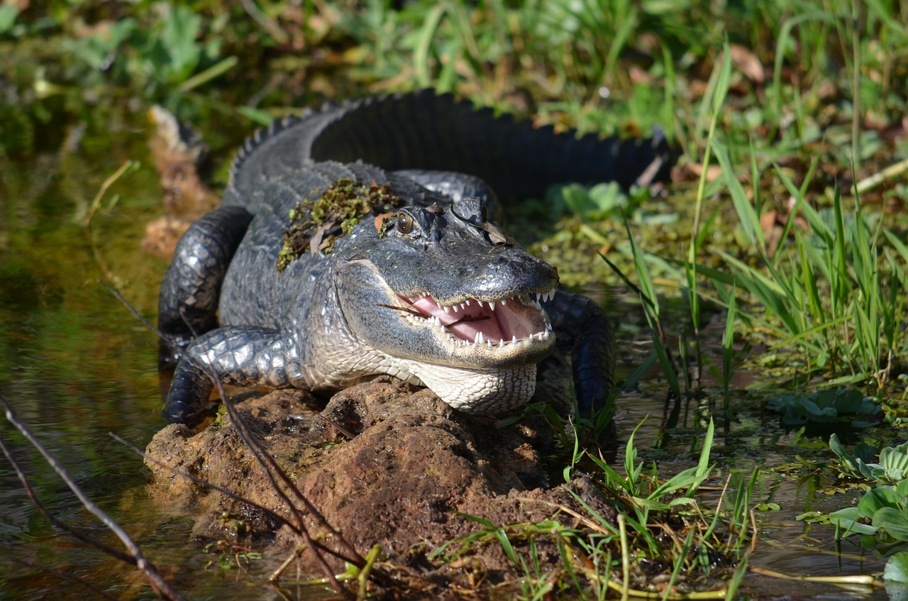 Deltona, Ežeras Monroe, St Johns Upė, Aligatorius, Gators, Nemokamos Nuotraukos,  Nemokama Licenzija