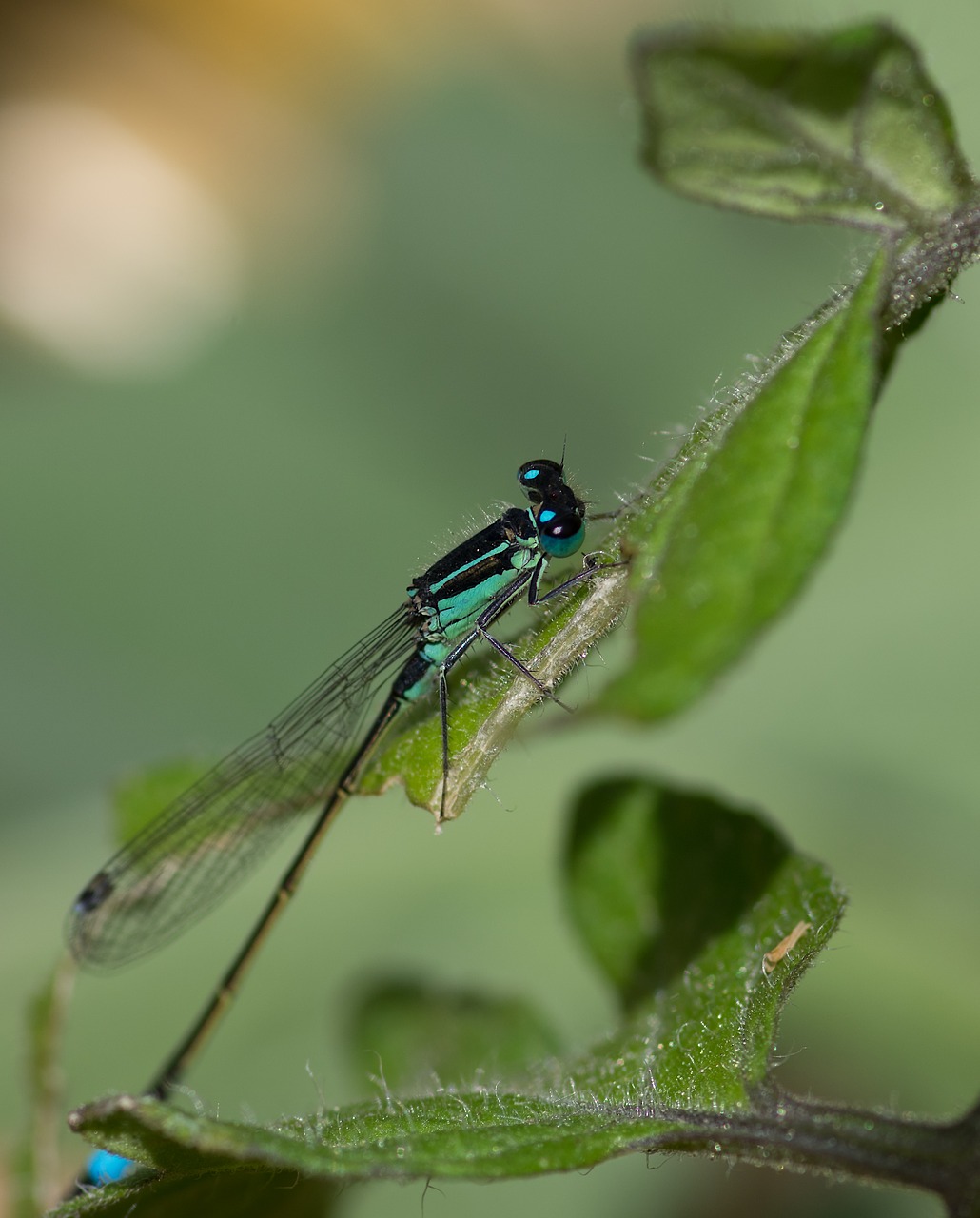 Demoiselle, Žemės Ūkio Elegantiškas, Ischnura Elegans, Nemokamos Nuotraukos,  Nemokama Licenzija