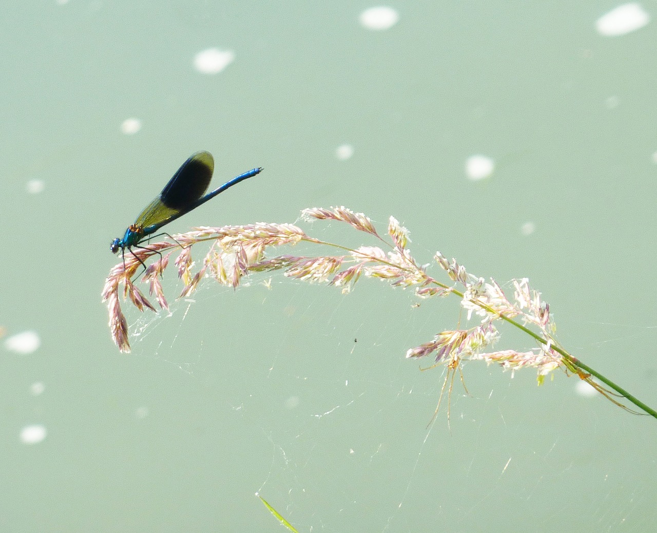 Demoiselle, Laumžirgis Vanduo, Pavasaris, Žolelės, Gamta, Laukas, Saulė, Laukiniai, Nemokamos Nuotraukos,  Nemokama Licenzija