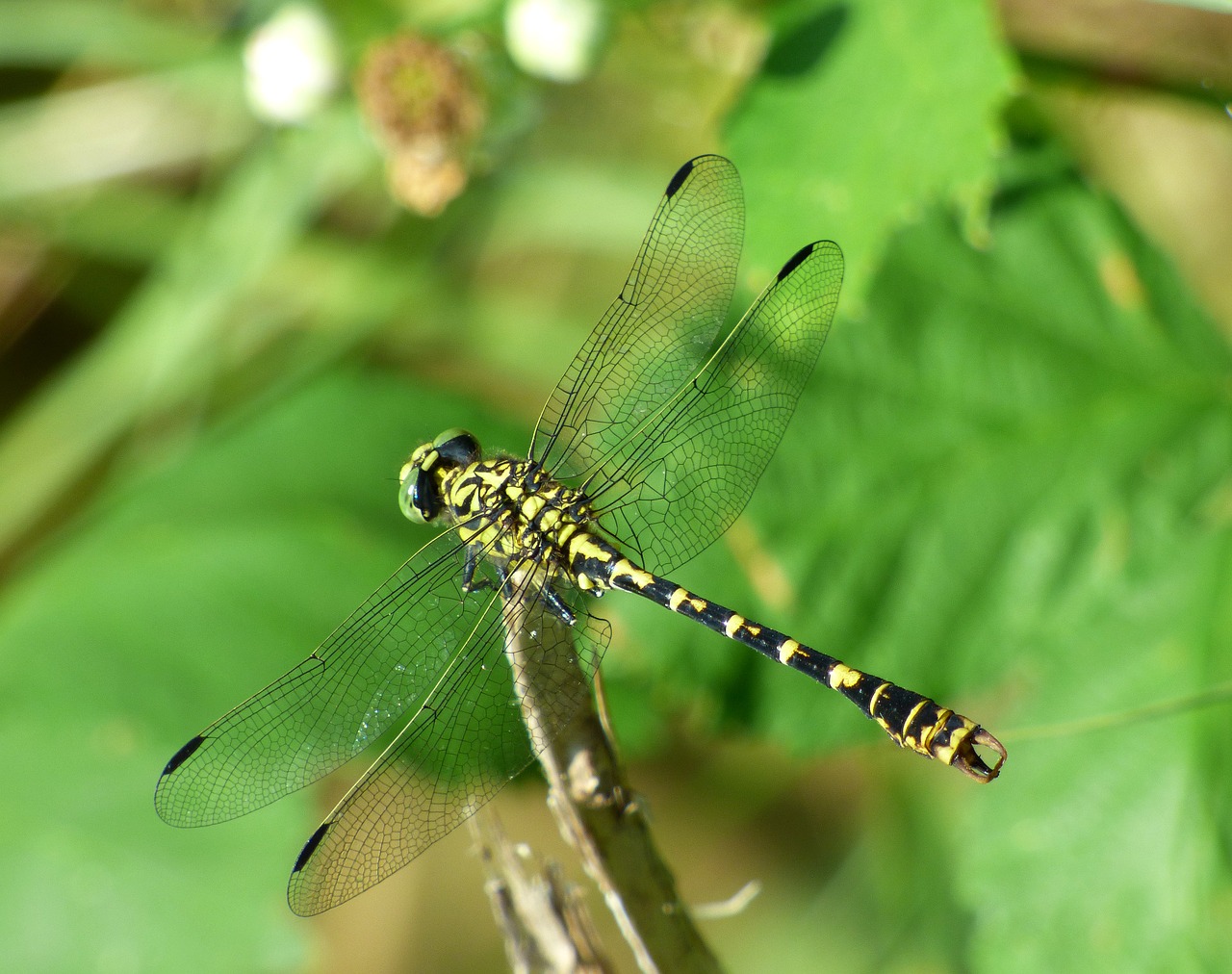 Demoiselle, Lazda, Vabzdys, Gamta, Žalias, Saulė, Geltona, Juoda, Sparnas, Nėriniai