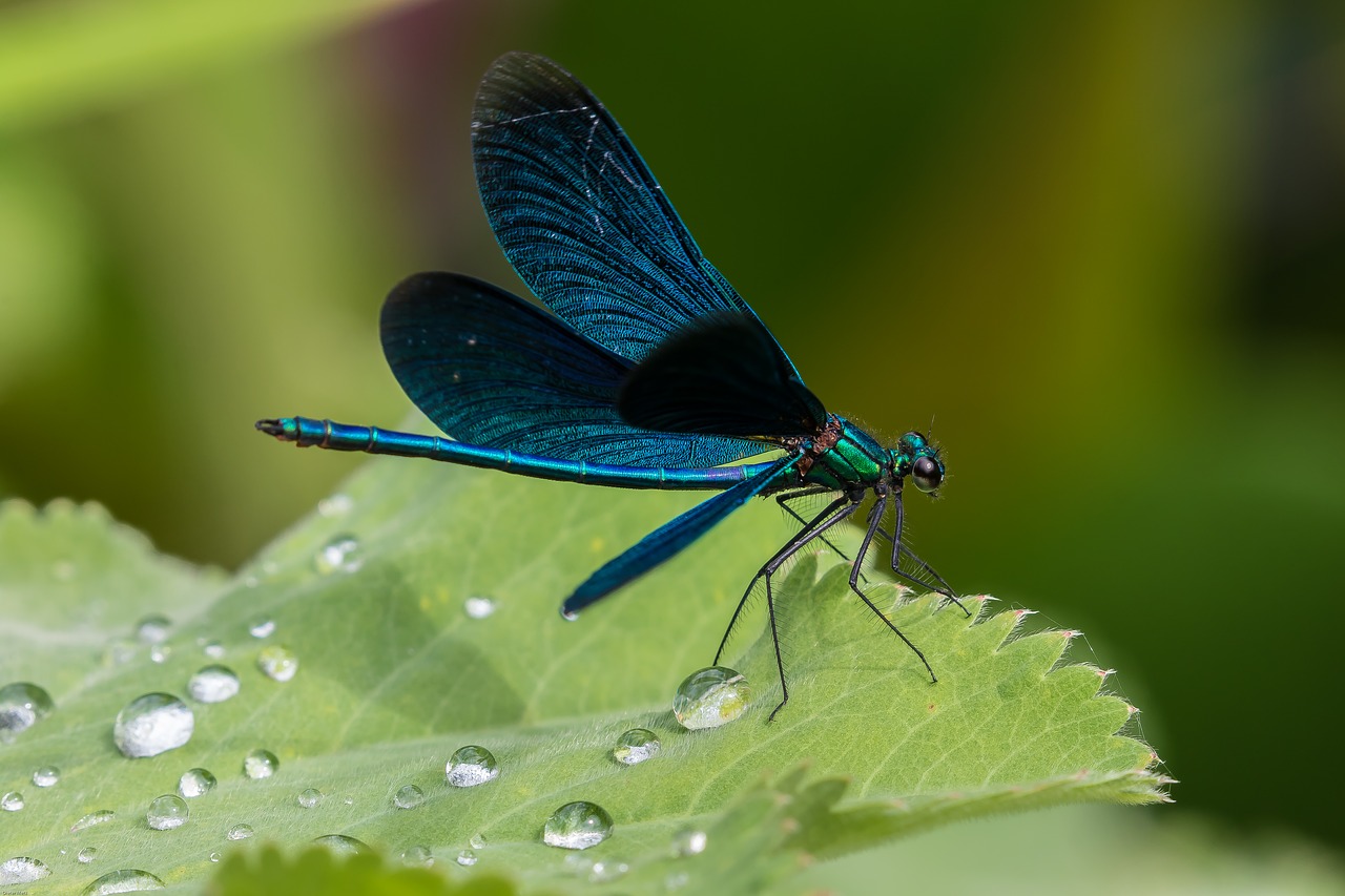 Demoiselle, Mėlyna Lazdele, Lazda, Mėlynas, Lašas Vandens, Uždaryti, Skrydžio Vabzdys, Sparnas, Gamta, Makro