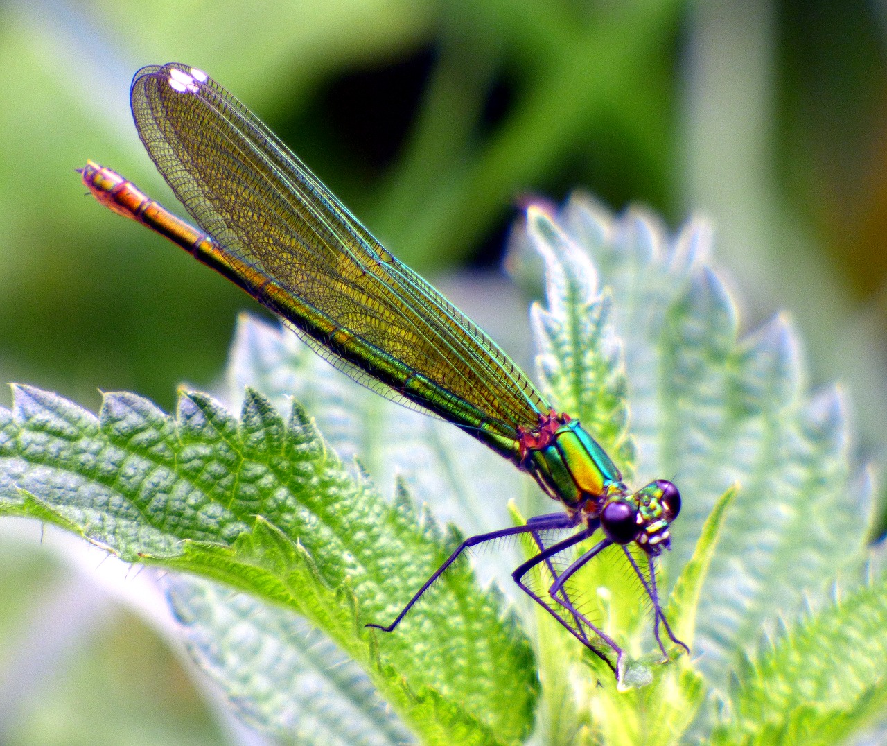 Demoiselle, Lazda, Laumžirgis Vanduo, Laukas, Laukiniai, Vasara, Gėlės, Žolelės, Žalias, Saulė