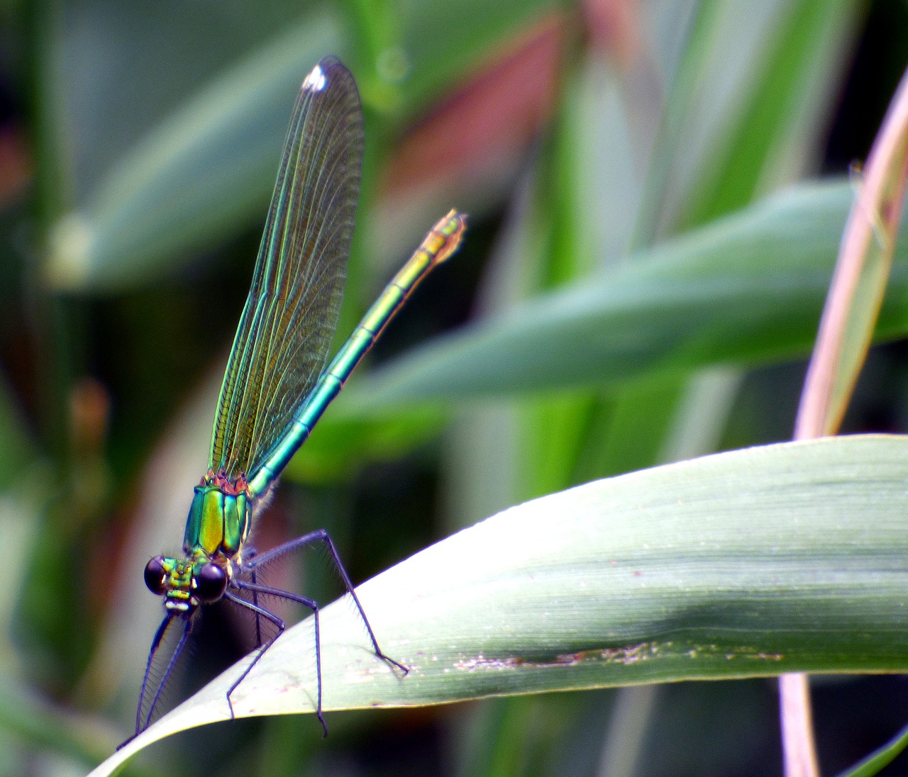 Demoiselle, Lazda, Gamta, Vabzdys, Makro, Vasara, Žolelės, Mare, Nemokamos Nuotraukos,  Nemokama Licenzija