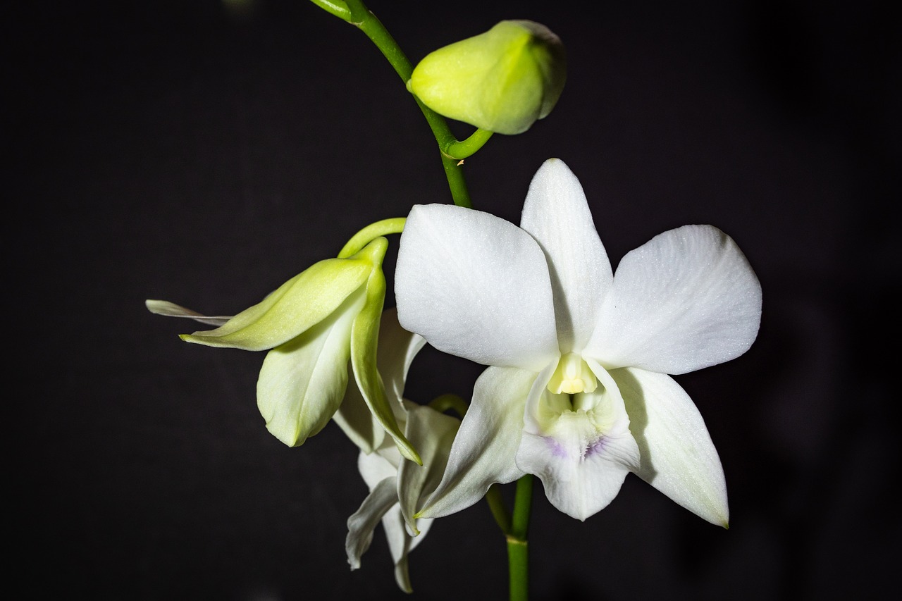 Dendrobium,  Orchidėjų,  Baltos Spalvos,  Gėlė,  Pavasaris, Nemokamos Nuotraukos,  Nemokama Licenzija