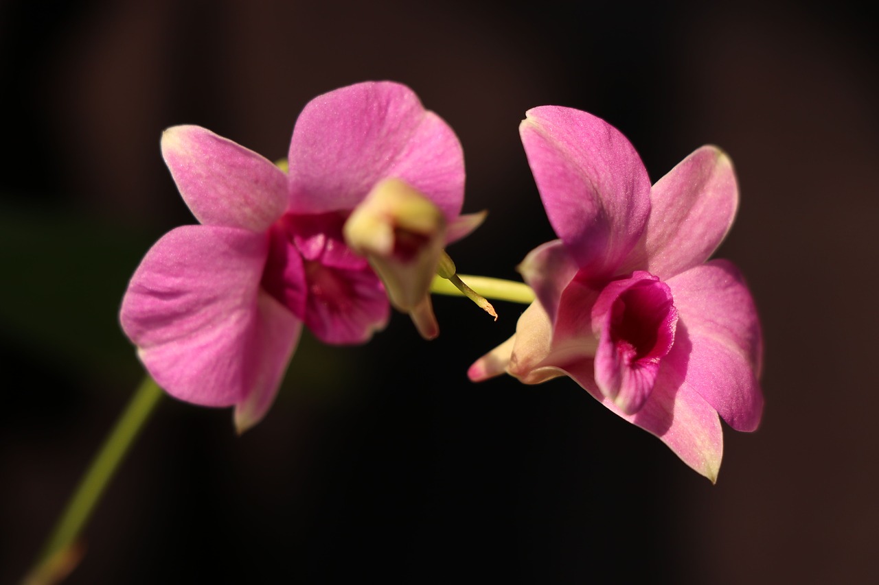 Dendrobium Orchidėjų,  Rožinis,  Gėlė,  Žiedlapis,  Orchidėja, Nemokamos Nuotraukos,  Nemokama Licenzija