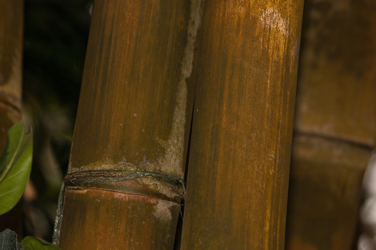 Dendrocalamus Giganteus, Bambukas, Milžinas Bambukas, Grubus Milžinas Bambukas, Dendrocalamus Aper, Mianmaras, Indija, Kinija, Gelsvai Žalia, Augalas