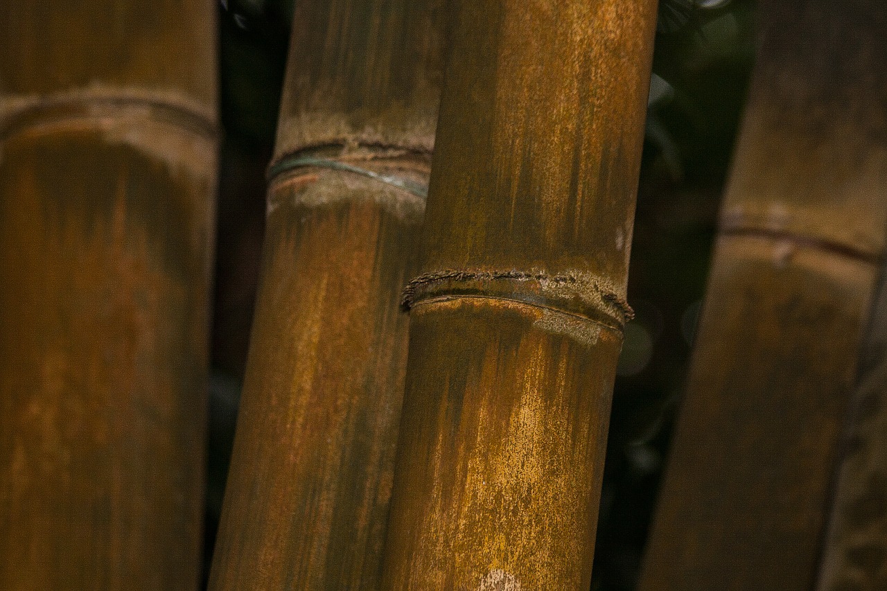 Dendrocalamus Giganteus, Bambukas, Milžinas Bambukas, Grubus Milžinas Bambukas, Dendrocalamus Aper, Mianmaras, Indija, Kinija, Gelsvai Žalia, Augalas
