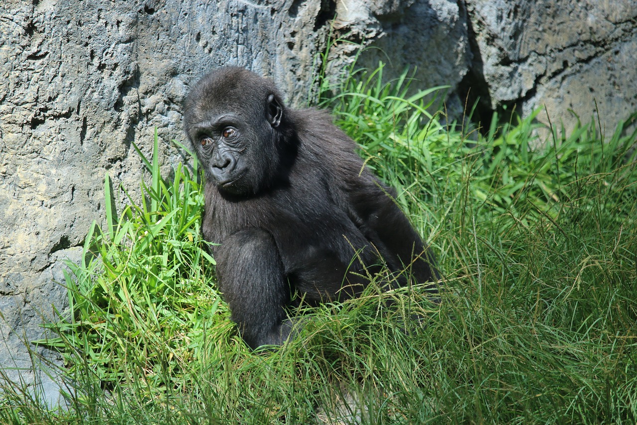 Denny, Gorila, Kūdikis, San Diego Zoologijos Sode, Nemokamos Nuotraukos,  Nemokama Licenzija