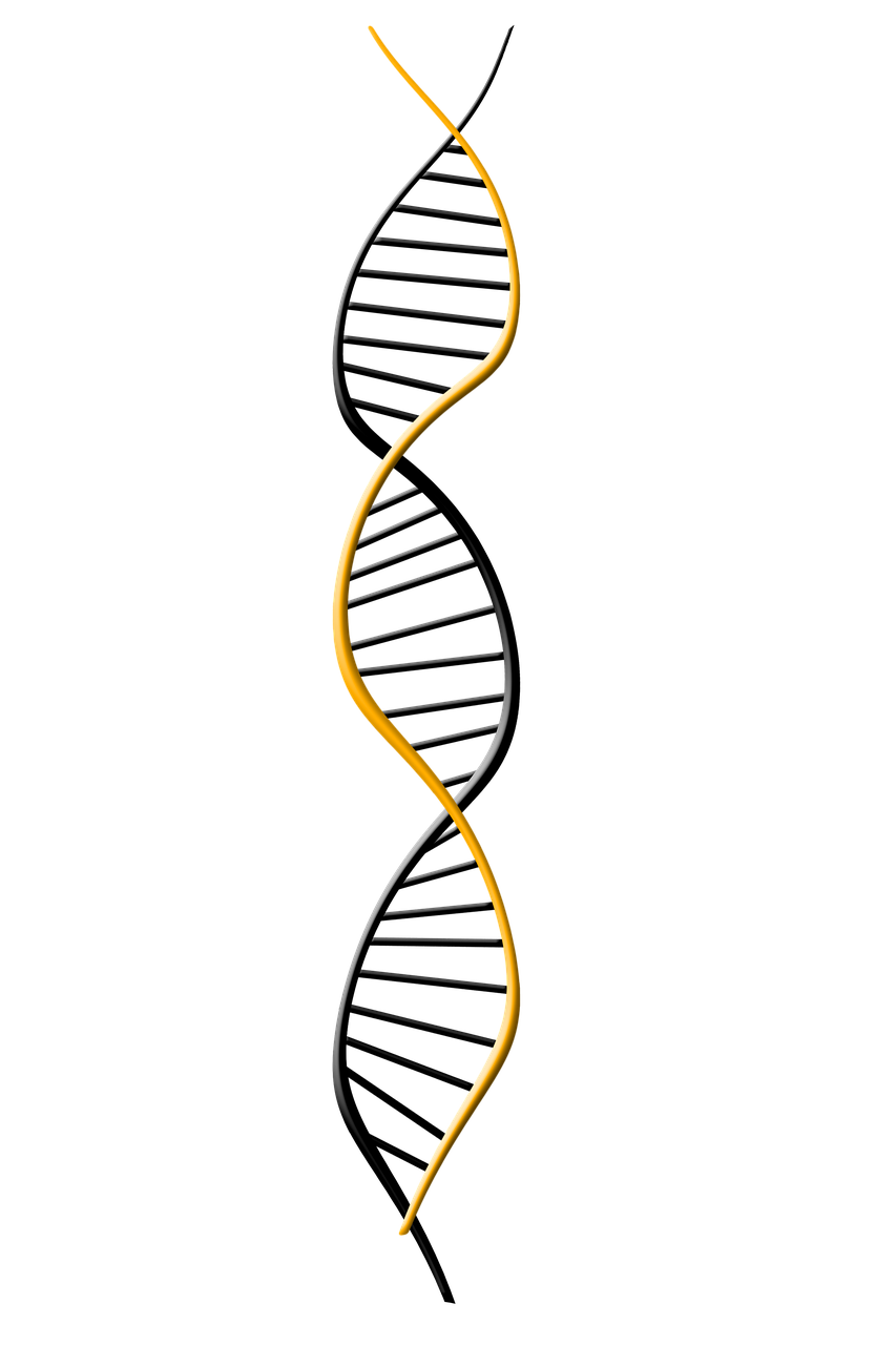 Dna, Deoksiribonukleorūgštis, Dns, Genetika, Simbolis, Biologija, Tyrimai, Mokslas, Chromosoma, Spiralė