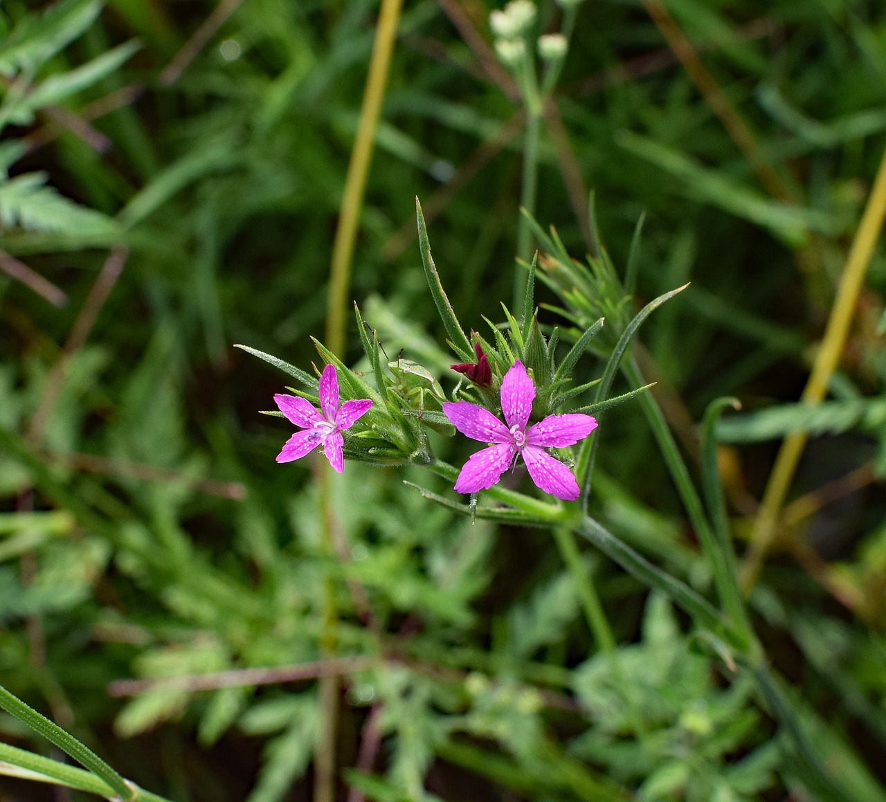 Deptfordas Rožinis, Dianthus Armeria, Wildflower, Gėlė, Žiedas, Žydėti, Augalas, Gamta, Pieva, Rožinis