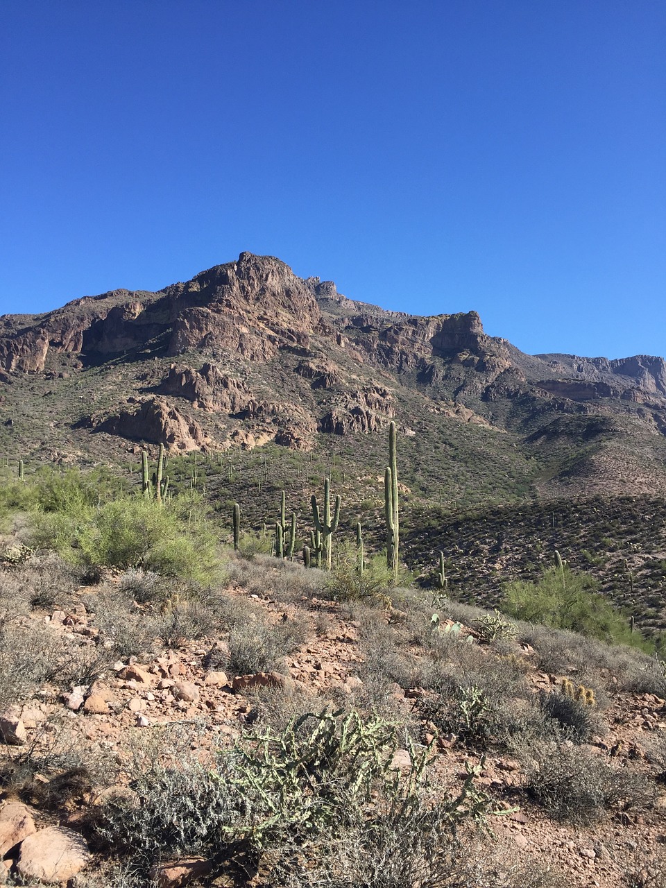 Dykuma, Kaktusas, Arizona, Gamta, Kraštovaizdis, Saguaro, Dykumos Kraštovaizdis, Pietvakarius, Arizonos Dykuma, Lauke