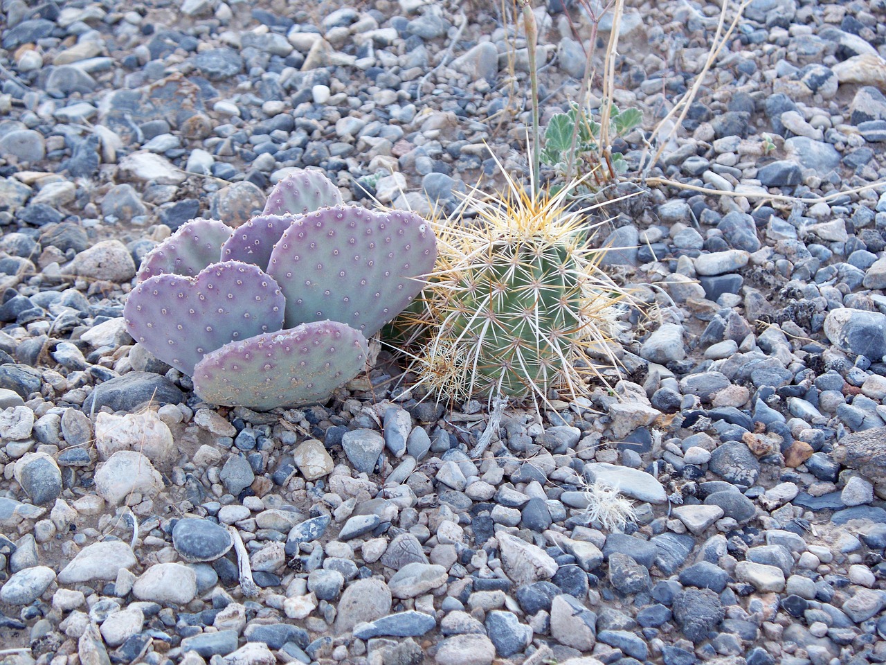 Dykuma, Nevada, Kaktusas, Nemokamos Nuotraukos,  Nemokama Licenzija