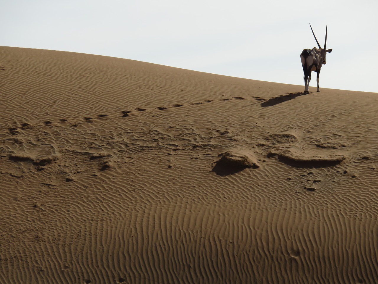 Dykuma,  Oryx,  Spjaudyti Bock,  Namibija,  Antilopė,  Afrikoje,  Smėlis,  Namibo Dykuma, Nemokamos Nuotraukos,  Nemokama Licenzija
