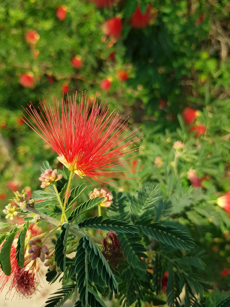 Dykuma,  Raudona,  Paskata,  Žydi,  Gėlė,  Augalų,  Tropical,  Karštas, Nemokamos Nuotraukos,  Nemokama Licenzija