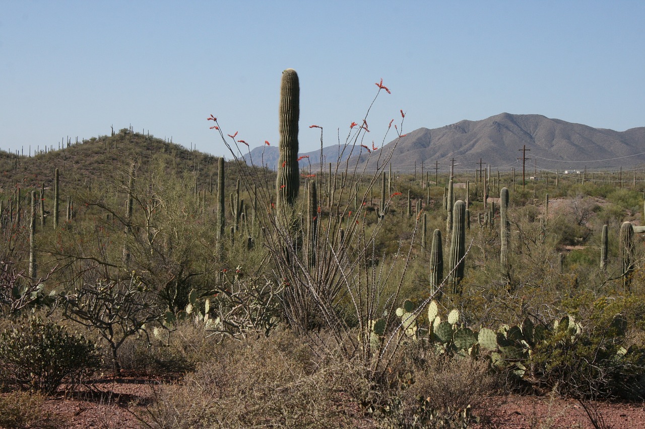 Dykuma, Kaktusas, Arizona, Kraštovaizdis, Dykumos Kraštovaizdis, Arizonos Dykuma, Kelionė, Augalas, Kaktusai, Saguaro