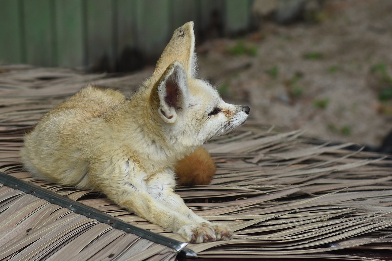 Desertas Lapė,  Zoo,  Gyvūnas,  Mielas, Nemokamos Nuotraukos,  Nemokama Licenzija