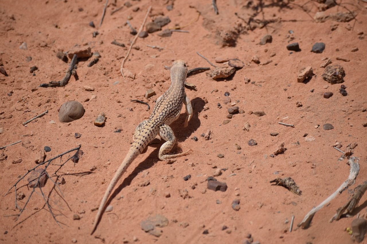 Dykumos Iguana, Dykuma, Iguana, Nemokamos Nuotraukos,  Nemokama Licenzija