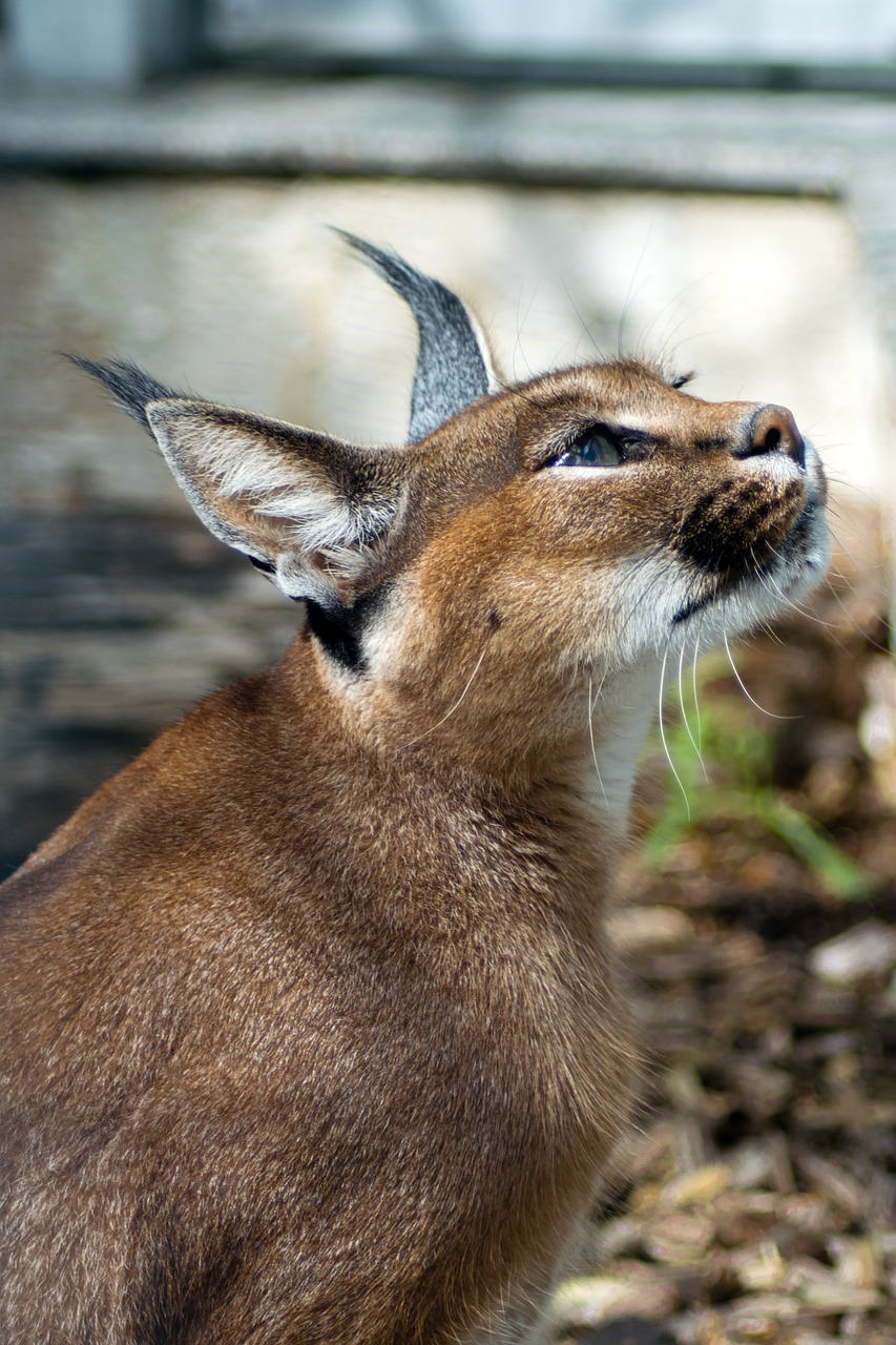 Dykumos Lizdas, Karakal, Karakalinis Karakalis, Kalaharia, Katė, Didelė Katė, Wildcat, Gyvūnas, Didelis Katės Prieglobstis, Lūšis