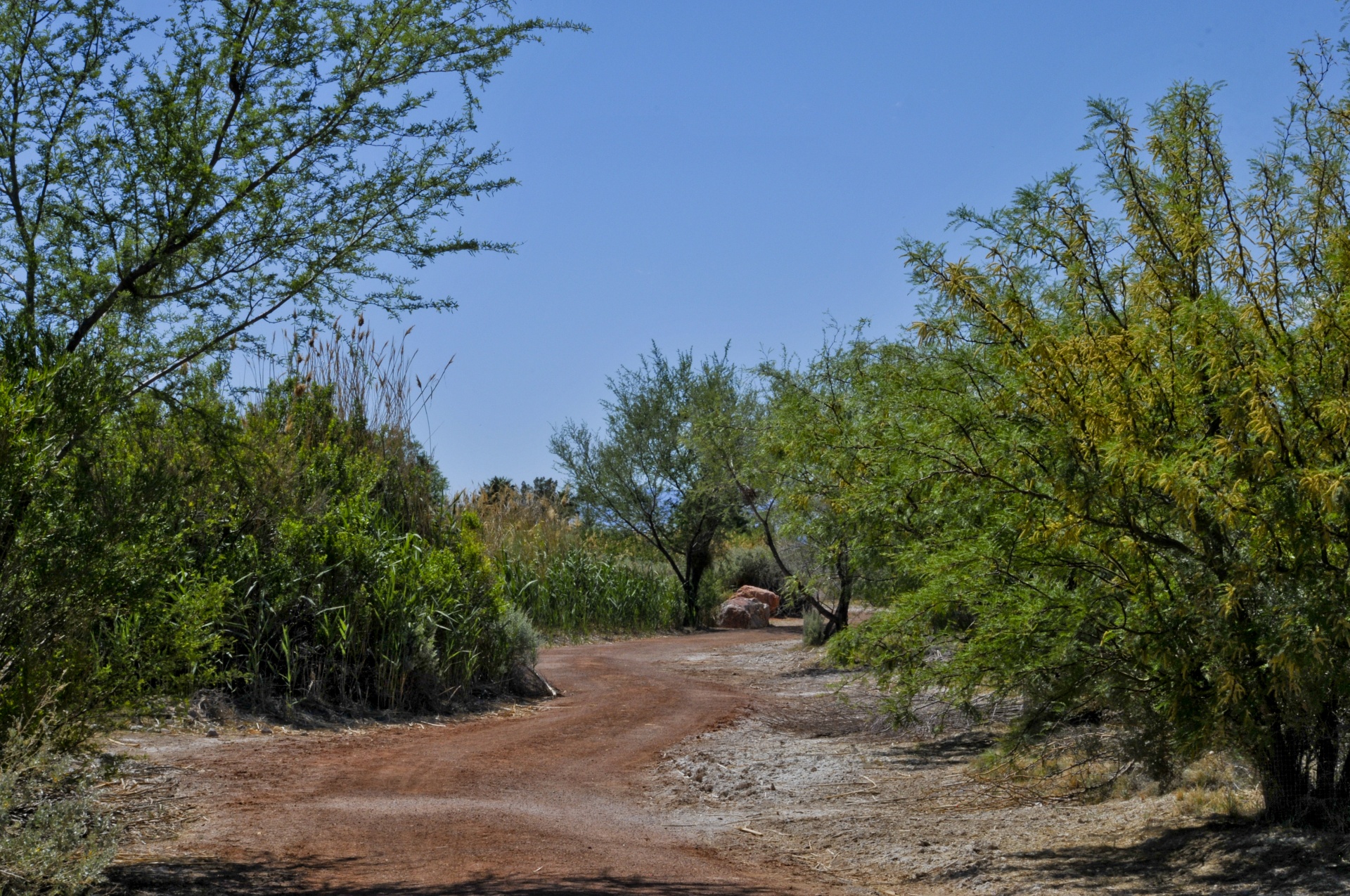 Kelias,  Raudona & Nbsp,  Dirvožemio,  Arizona,  Dykuma,  Vaikščioti,  Vaikščioti,  Lauke,  Gamta,  Medžiai