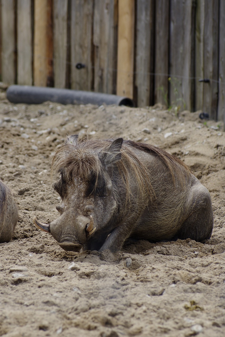 Dykumos Šaulys, Kiaulė, Gyvūnas, Tallinn Zoo, Nemokamos Nuotraukos,  Nemokama Licenzija