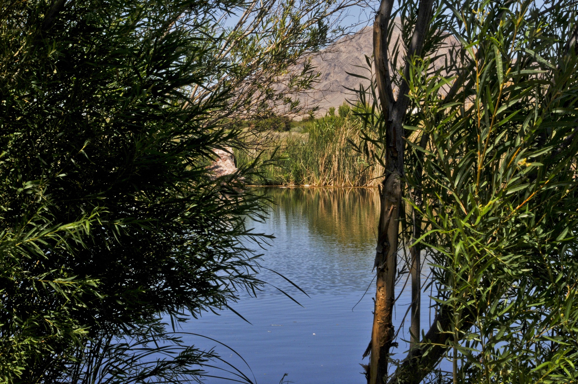 Dykuma,  Pelkė,  Vanduo,  Vaizdas,  Lauke,  Šlapynes,  Arizona,  Ežeras,  Tvenkinys,  Gamta