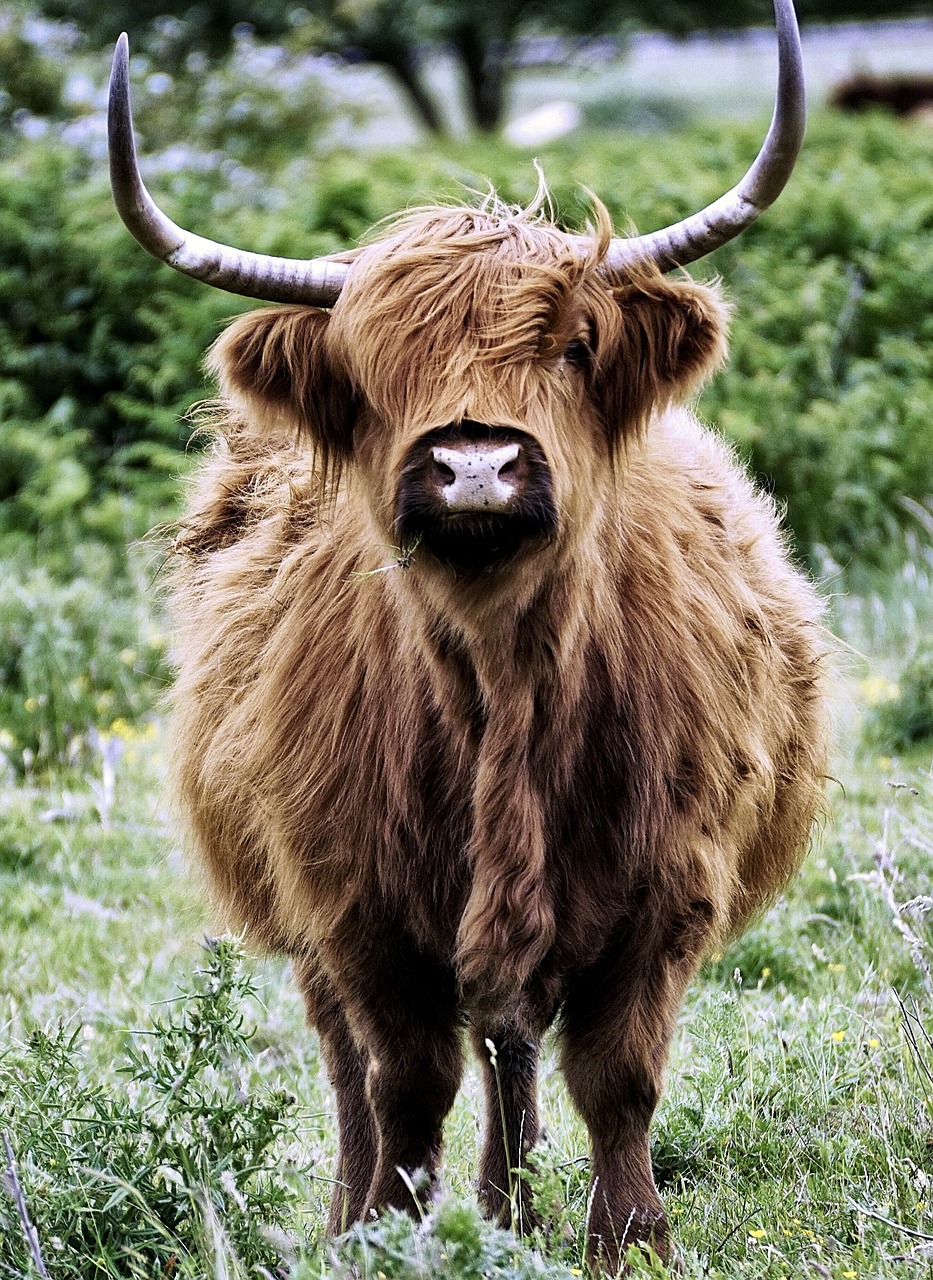 Pageidautina, Škotiškas Hochlandrindas, Jautiena, Ragai, Ganykla, Galvijai, Highlands, Highland Beef, Gamta, Highland-Žiurkė