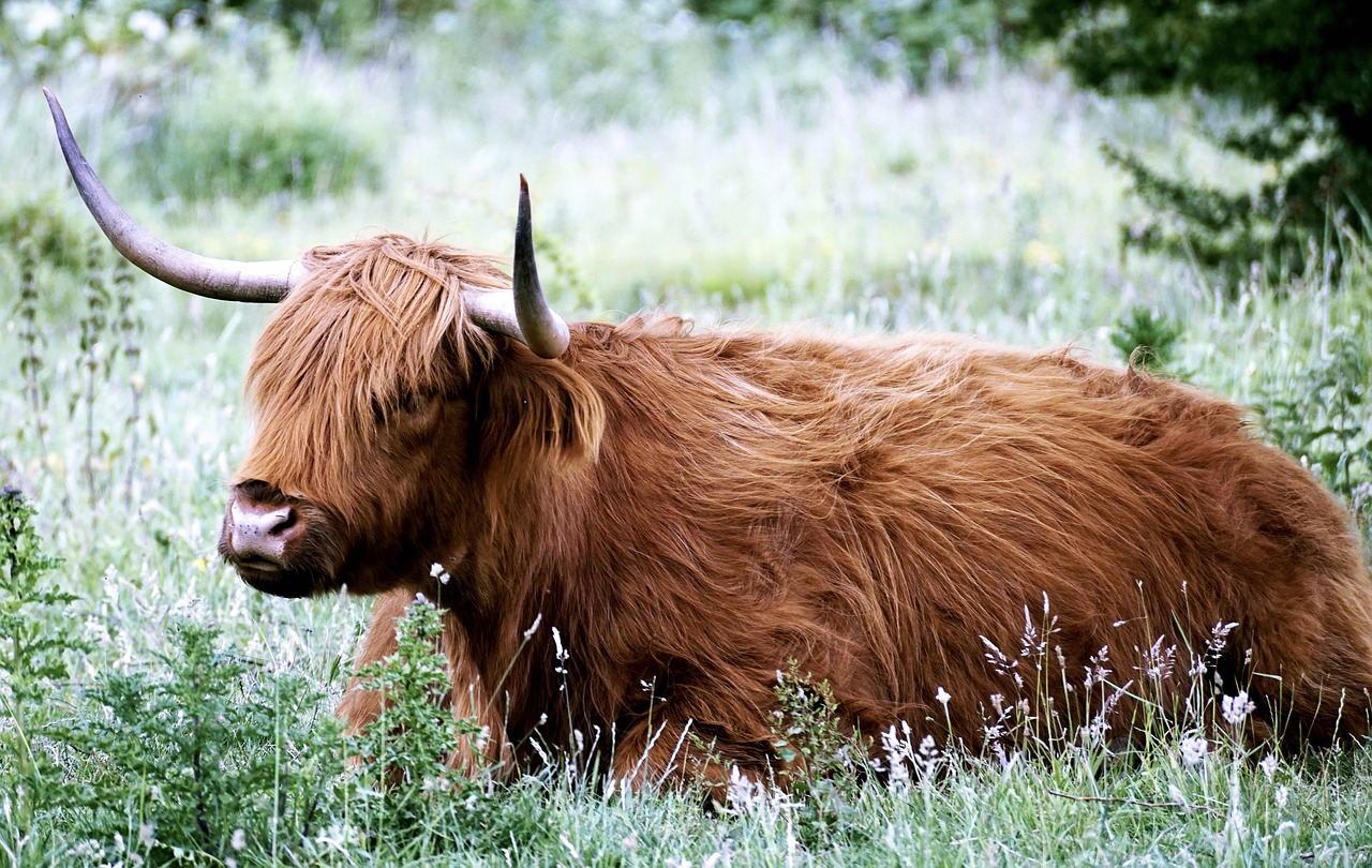 Pageidautina, Škotiškas Hochlandrindas, Gyvūnas, Highland Beef, Gamta, Ilgaplaukis, Highlands, Ragai, Nemokamai, Ganykla