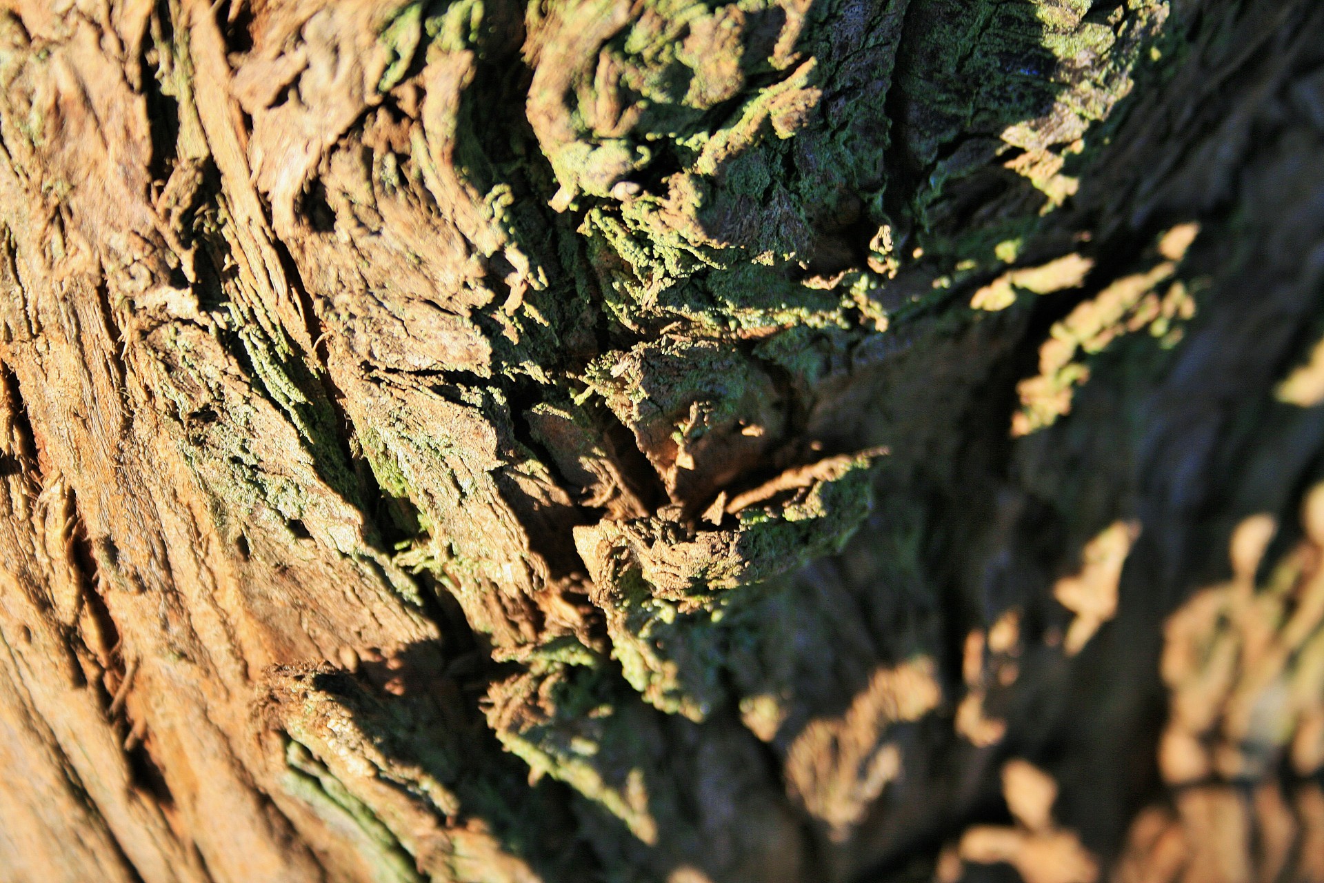 Medis,  Žievė,  Grubus,  Medžio Žievės Detalė 2, Nemokamos Nuotraukos,  Nemokama Licenzija