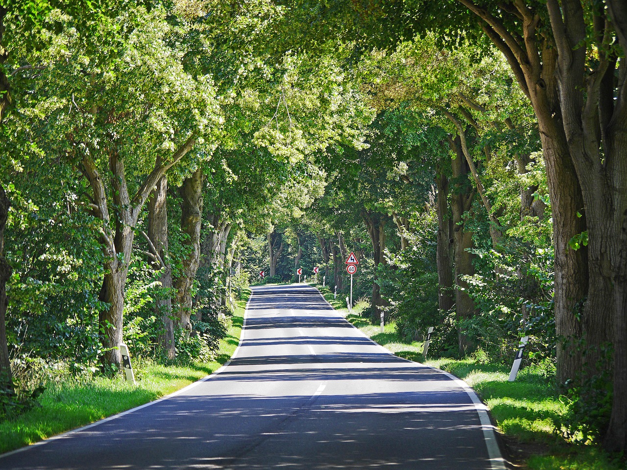 Deutsche Alleenstraße, Rügen, Garz, Kelias, Baldakimas, Kreivės, Nemokamos Nuotraukos,  Nemokama Licenzija