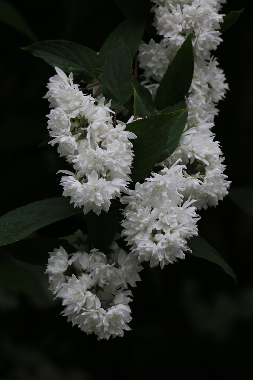 Deutzia,  Krūmas,  Baltos Gėlės,  Žydėjimo,  Pobūdį,  Pavasaris,  Sodas, Nemokamos Nuotraukos,  Nemokama Licenzija